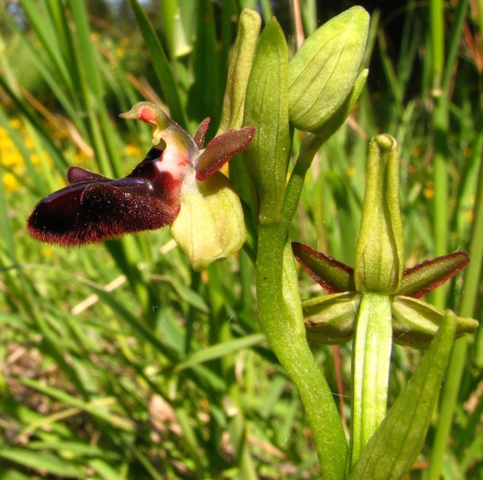 Ophrys e Orchis vicino a  Palazzolo